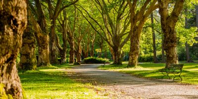 Effecten van groen op fysieke en mentale gezondheid
